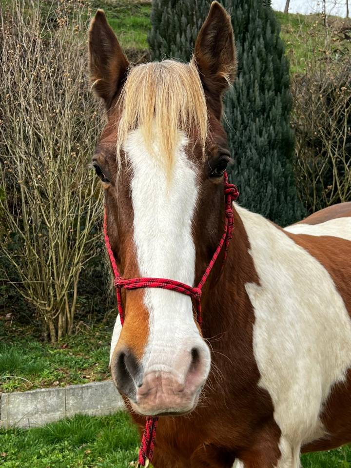 Chevaux de Loisirs à louer