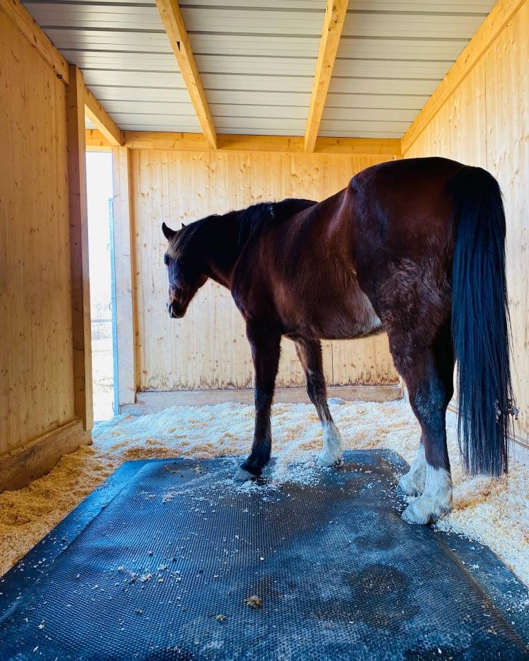 Pension retraite / poulains - Les prés du château (74)
