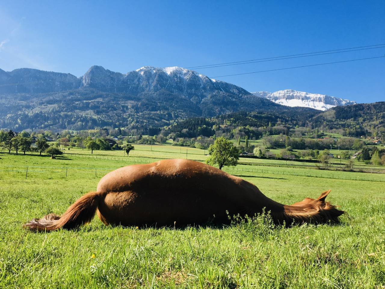 Pension retraite / poulains - Les prés du château (74)