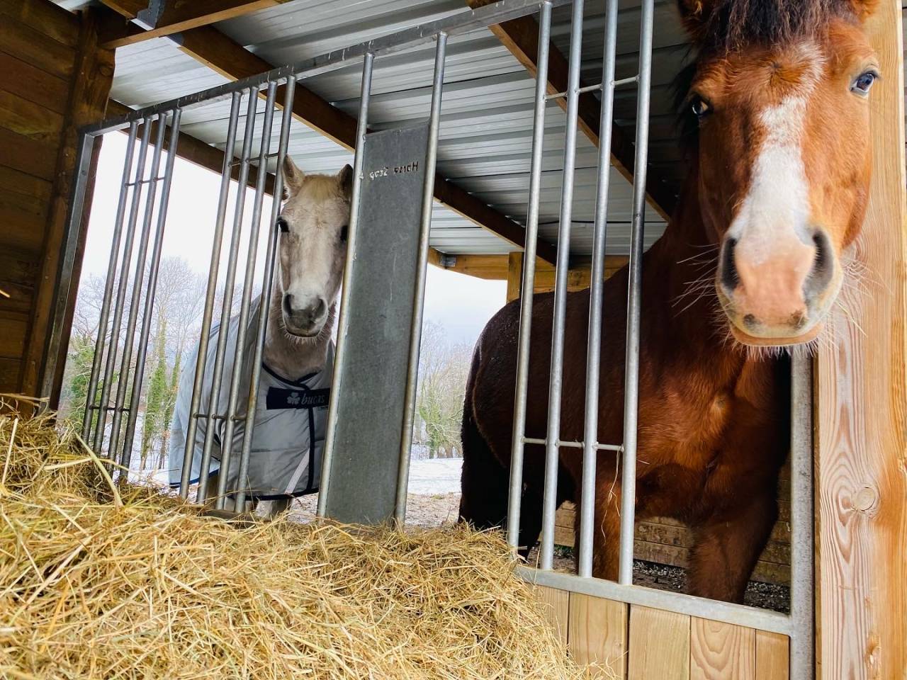 Pension retraite / poulains - Les prés du château (74)