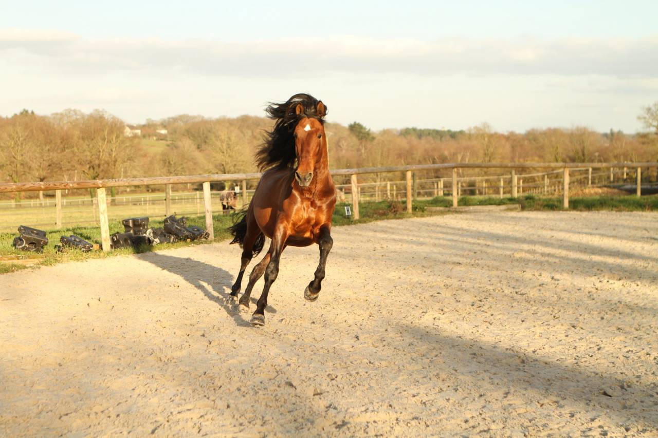 Vanidoso Vaillant - Saillies Pure Race Espagnole