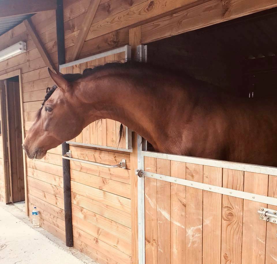 Vanidoso Vaillant - Saillies Pure Race Espagnole