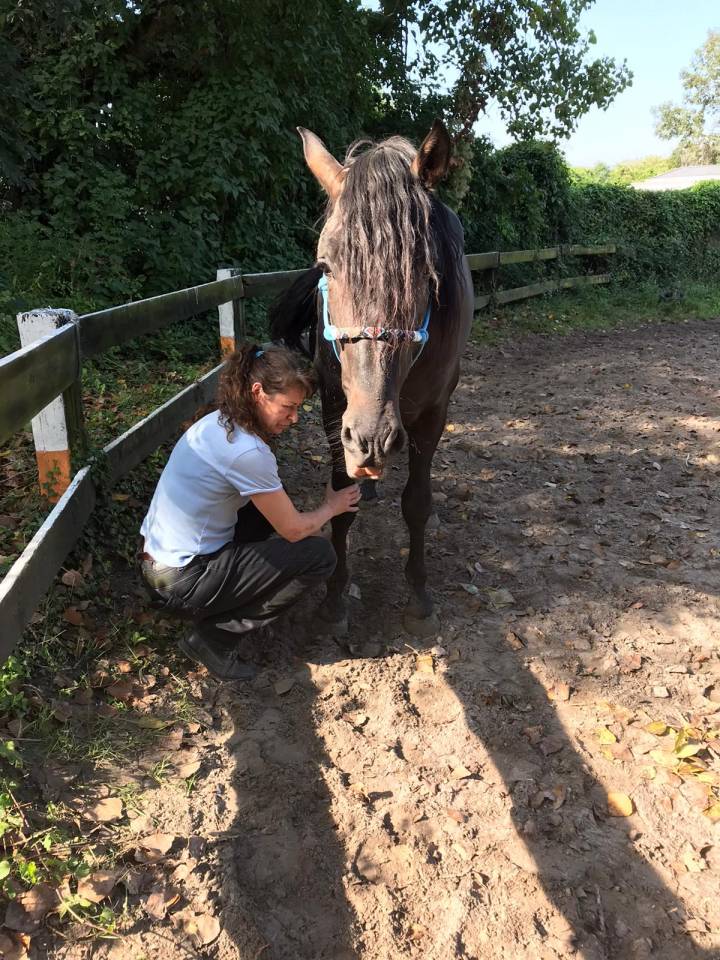 Comportementaliste équin, transport de chevaux 
