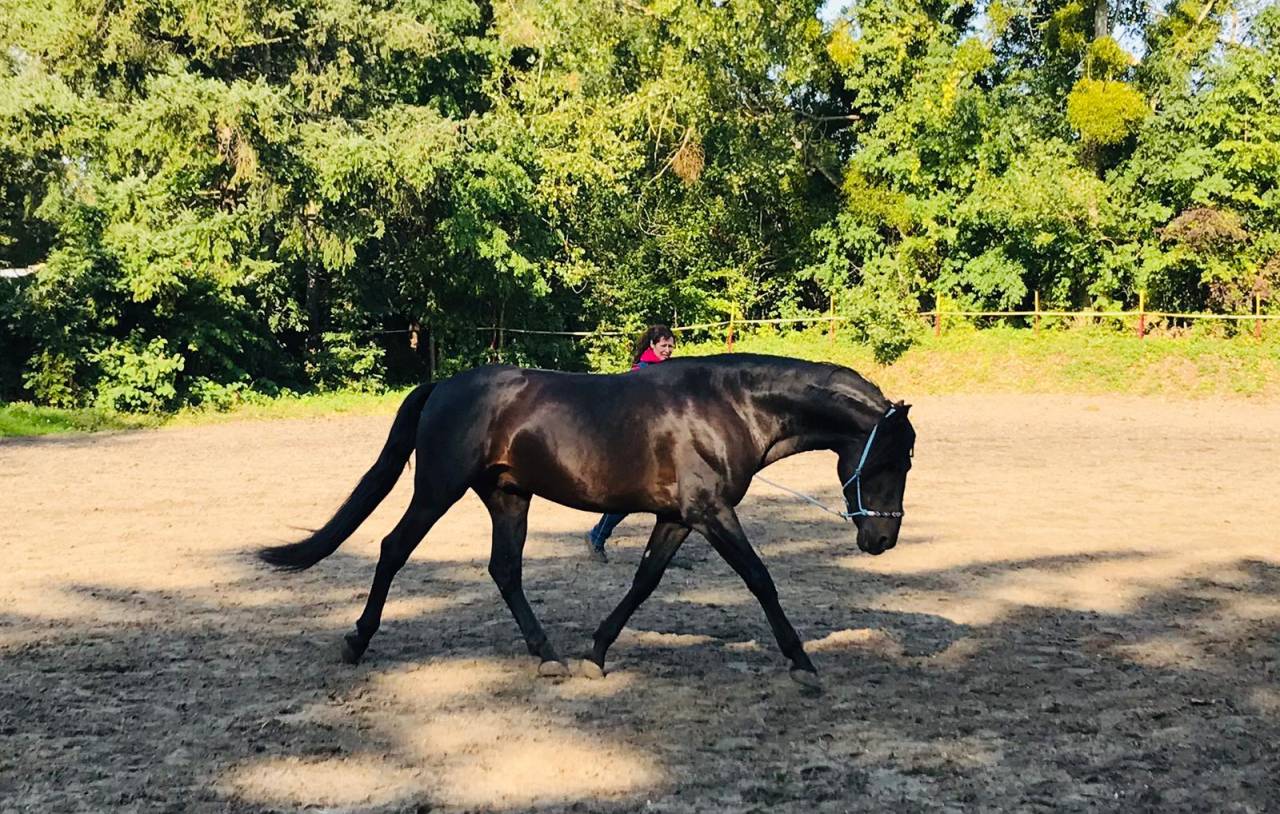 Comportementaliste équin, transport de chevaux 