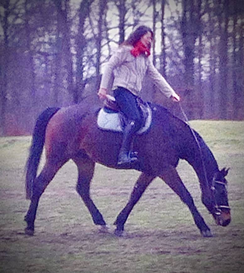 Comportementaliste équin, transport de chevaux 