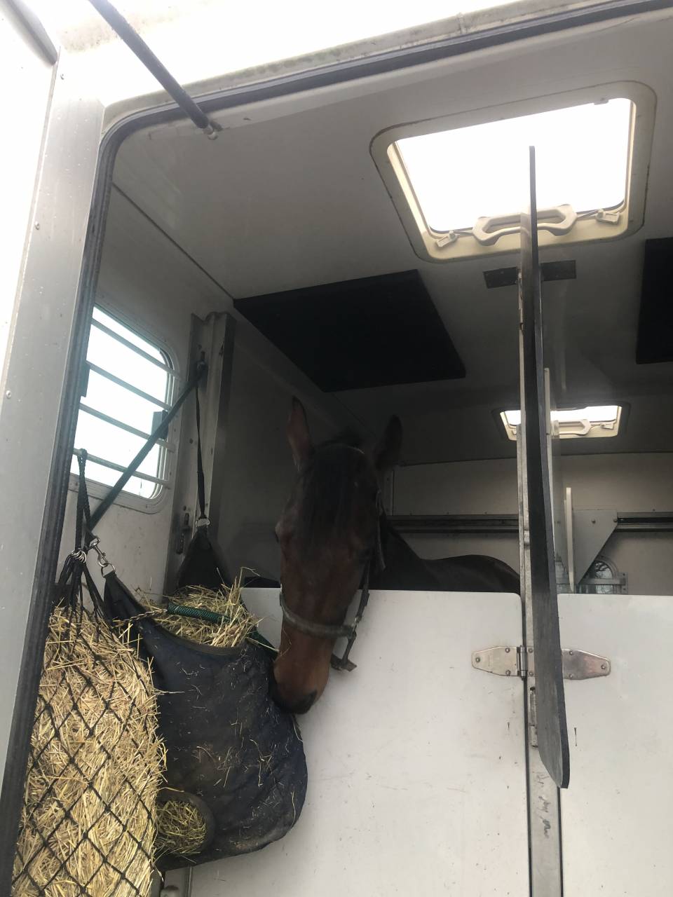 Comportementaliste équin, transport de chevaux 