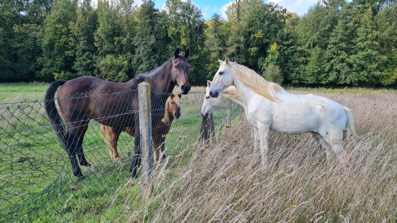 Comportementaliste équin, transport de chevaux 