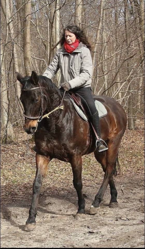 Transport et cours chevaux