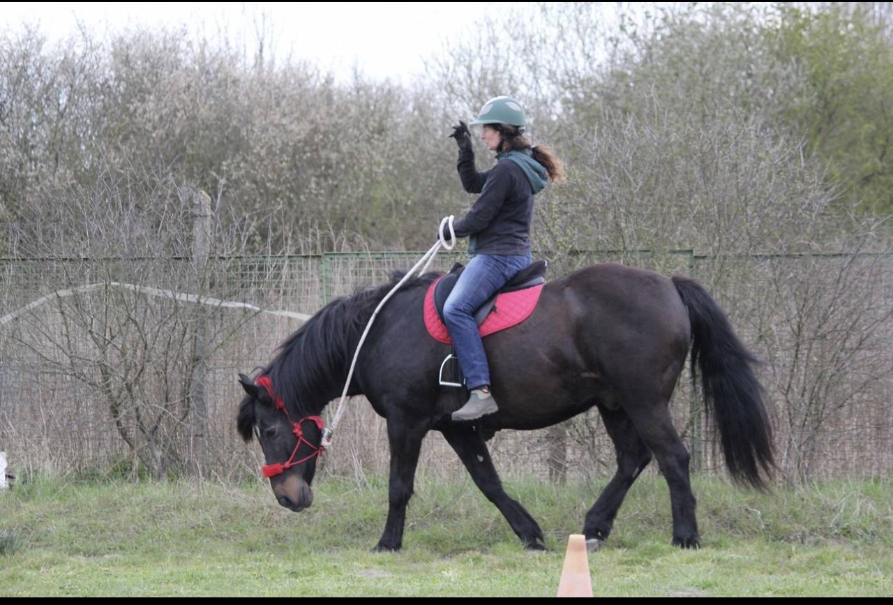 Transport et cours chevaux