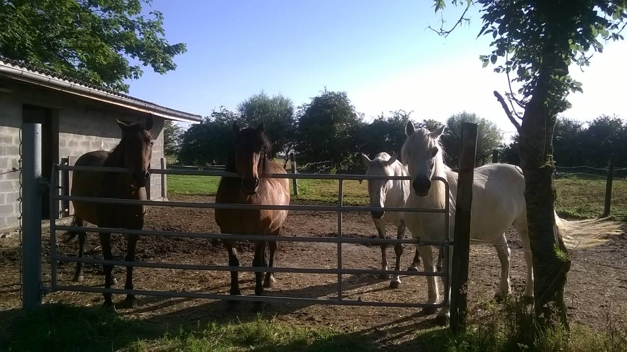 Ecurie de Muchembled