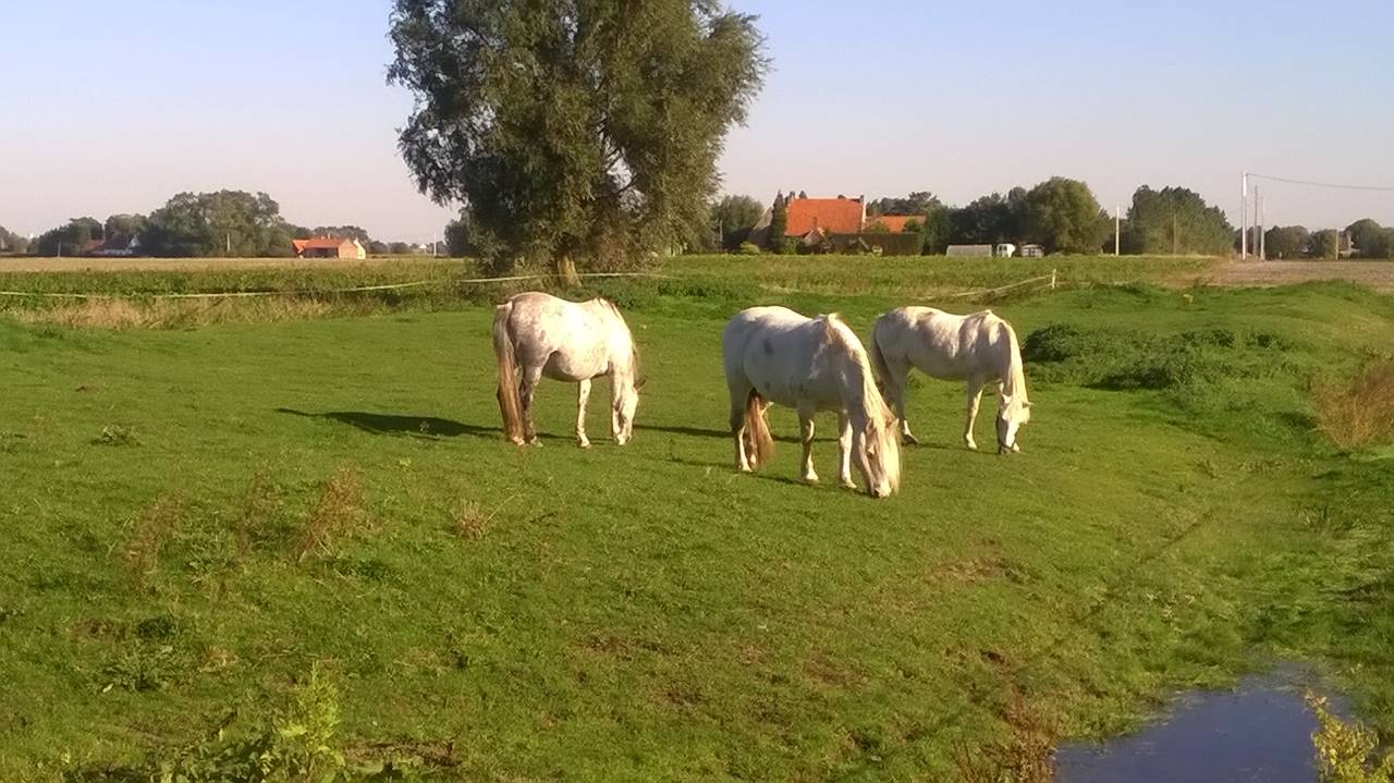 Ecurie de Muchembled