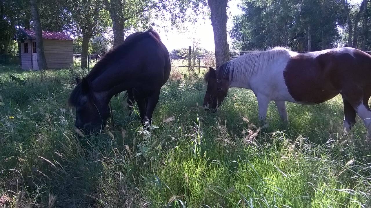 Ecurie de Muchembled