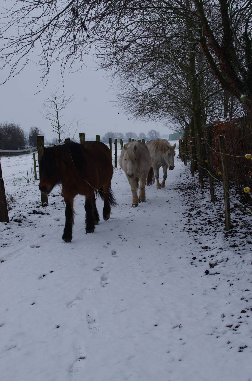 Ecurie de Muchembled