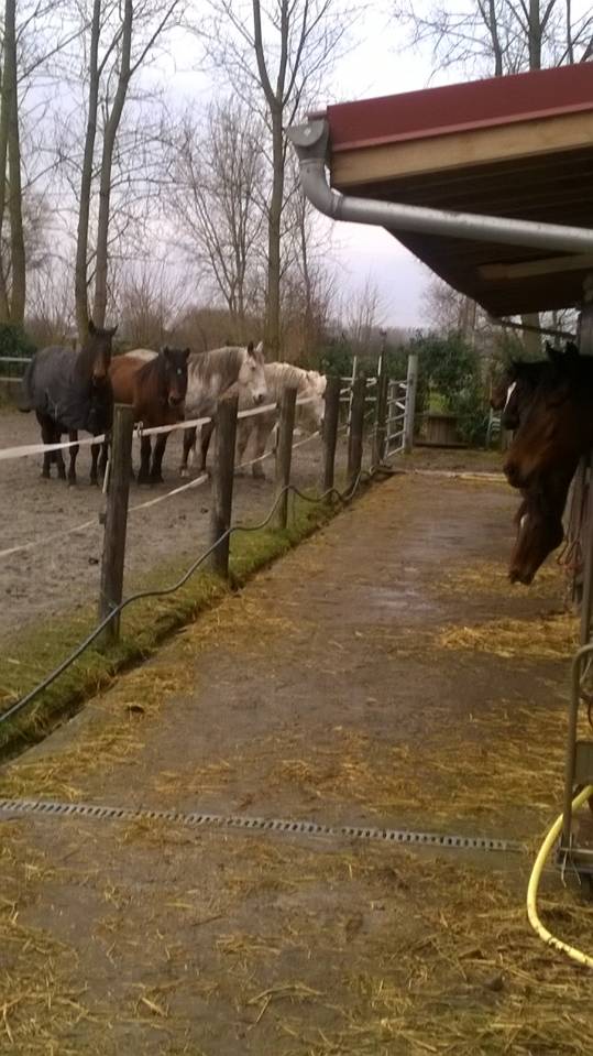 Ecurie de Muchembled