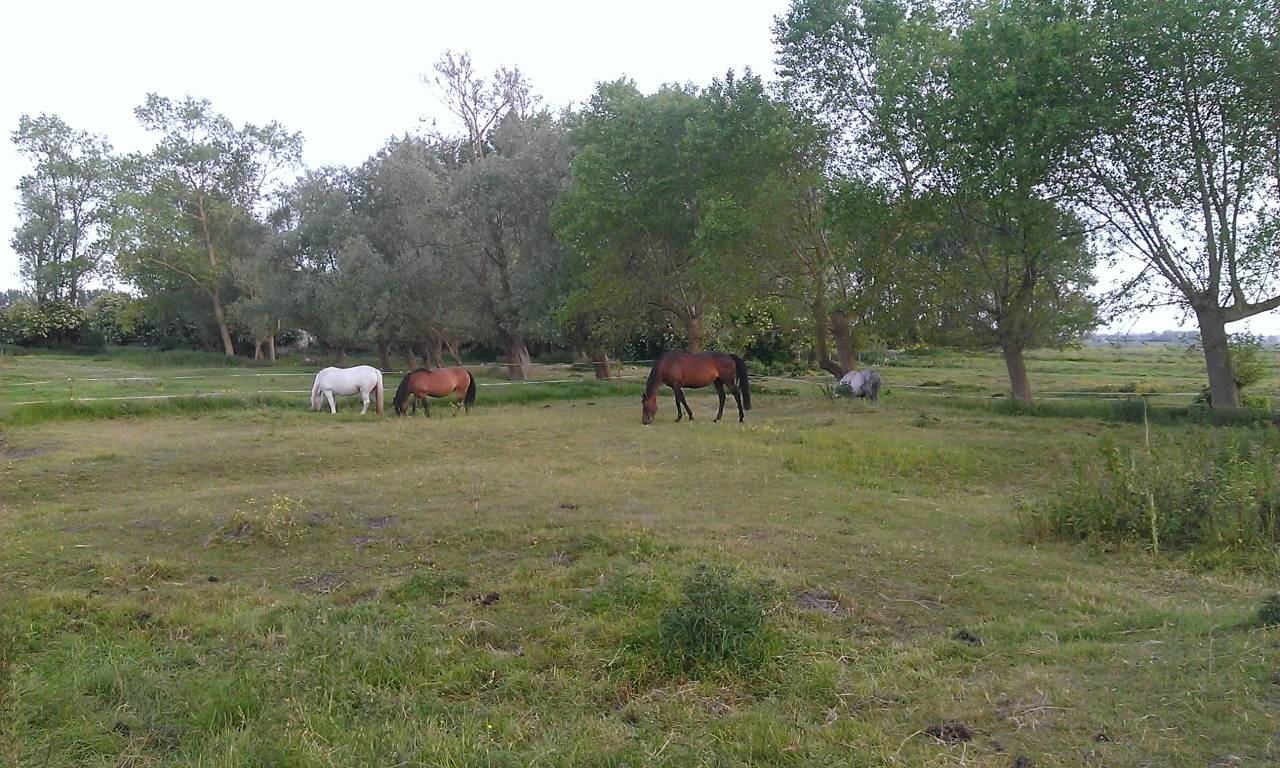 Ecurie de Muchembled