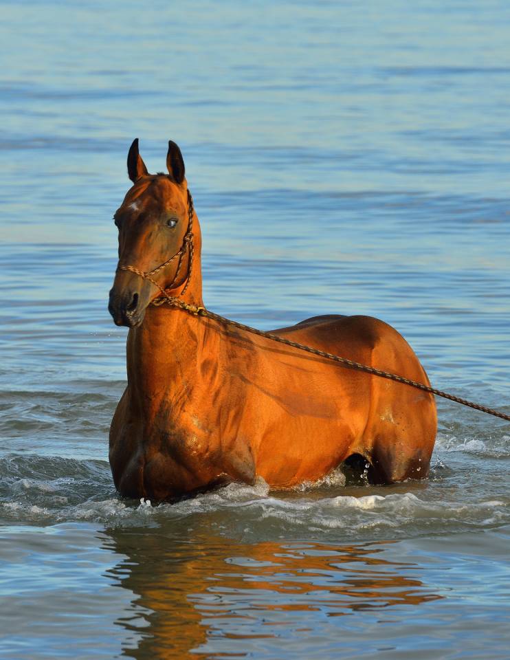 ETALON AKHAL-TEKE IAC - race pure ou demi-sang
