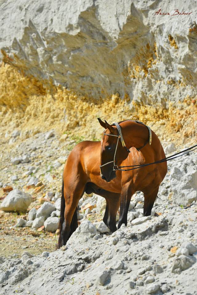 ETALON AKHAL-TEKE IAC - race pure ou demi-sang