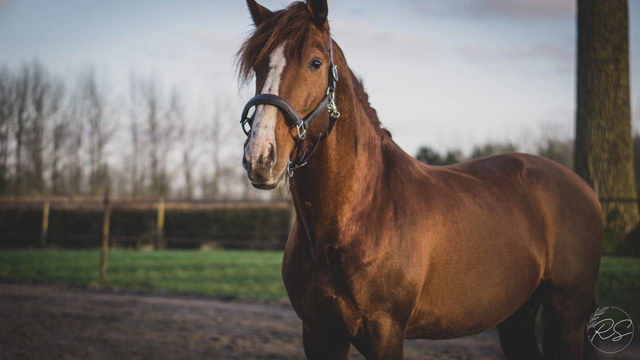 Etalon Pure Race Espagnole, apte à la reproduction.