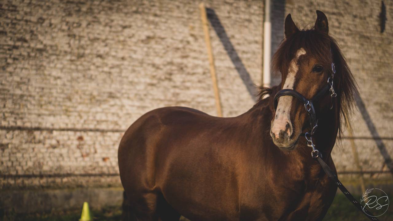 Etalon Pure Race Espagnole, apte à la reproduction.