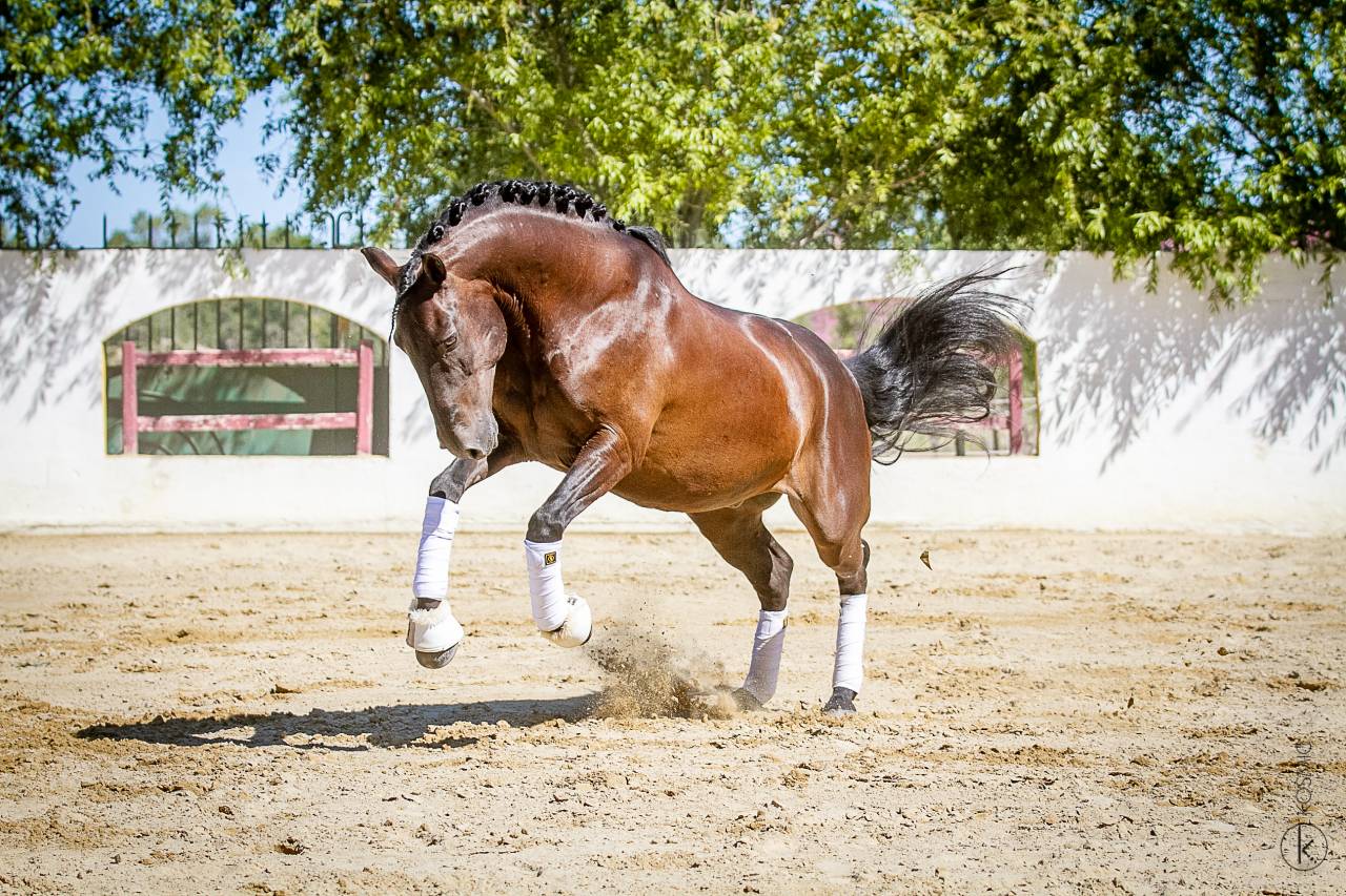 Saillie lusitanien noir homozygote 