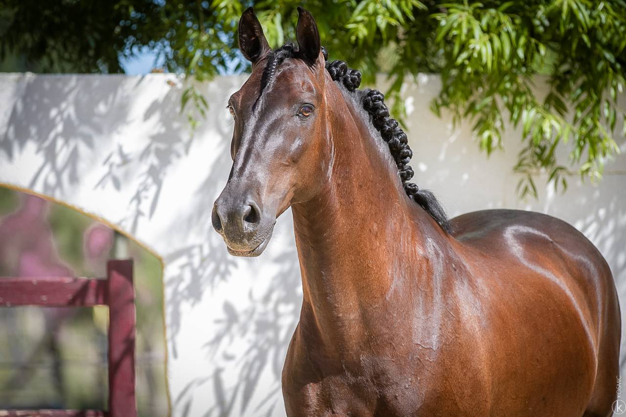 Saillie lusitanien noir homozygote 