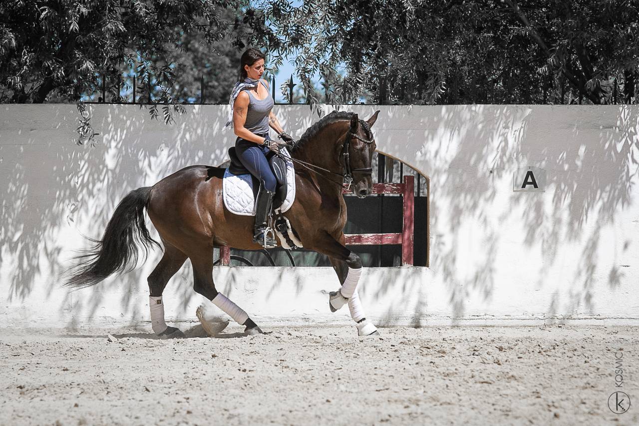 Saillie lusitanien noir homozygote 