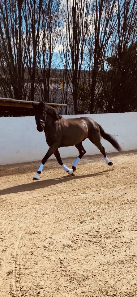 Saillie lusitanien noir homozygote 