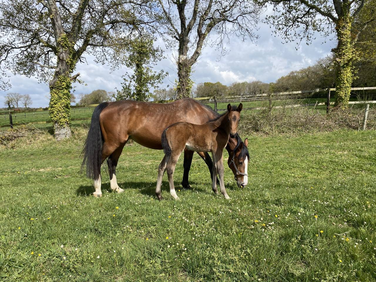 Pensions chevaux - poneys