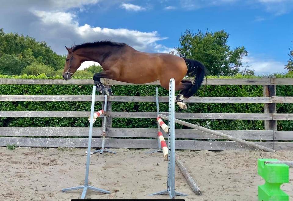 Pensions chevaux - poneys