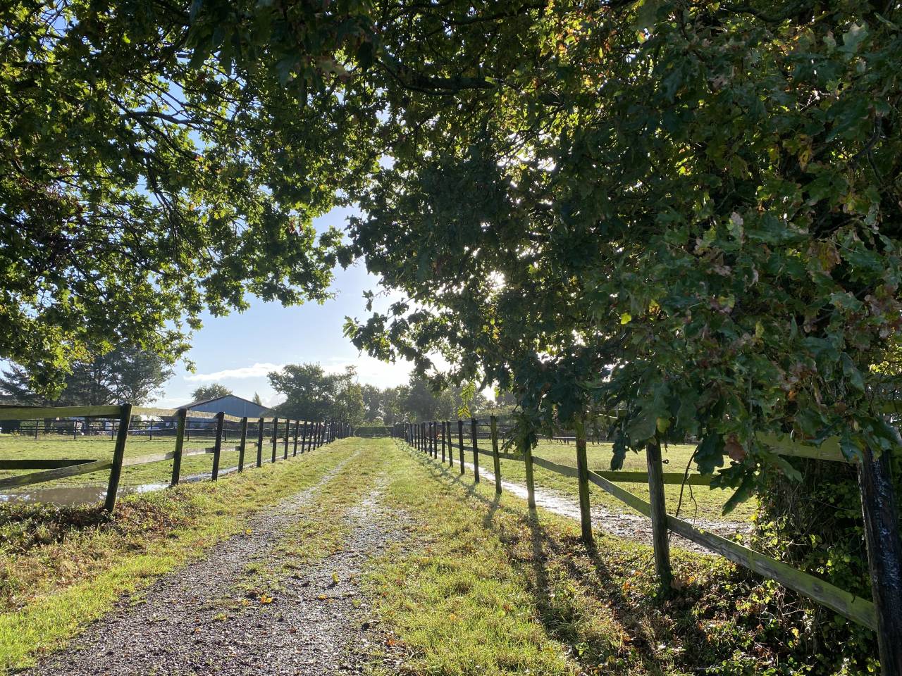 Pensions chevaux - poneys