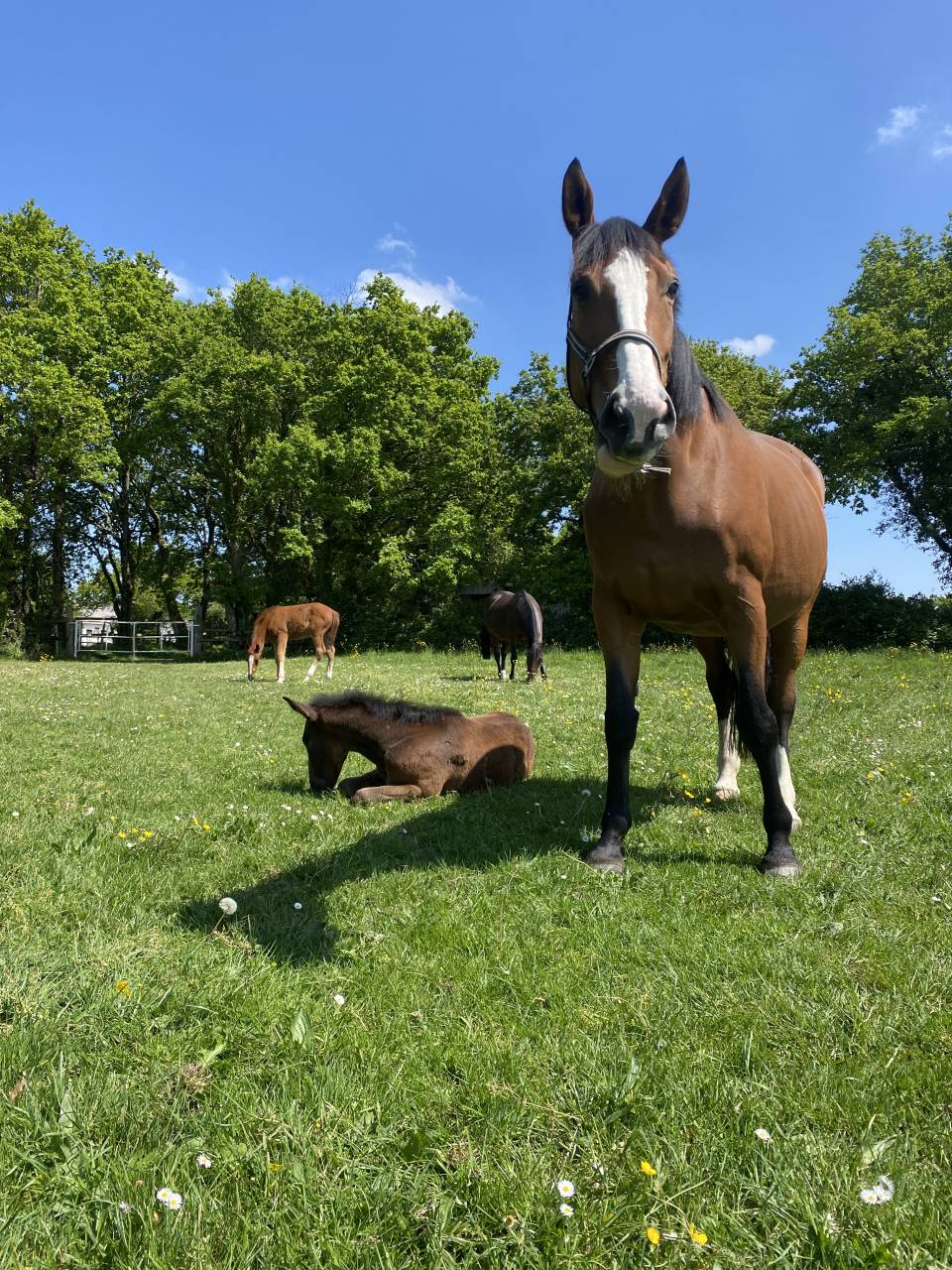Pensions chevaux - poneys