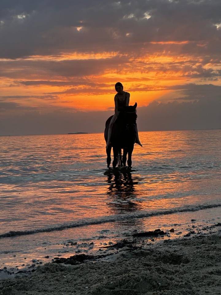 Pensions chevaux - poneys