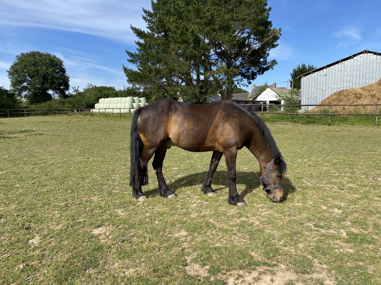 Pensions chevaux - poneys