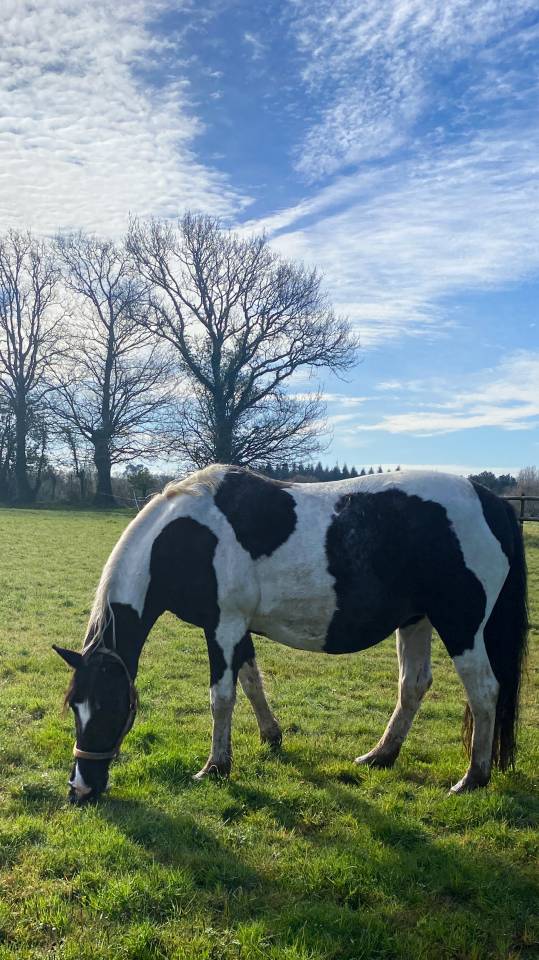 Pensions chevaux - poneys