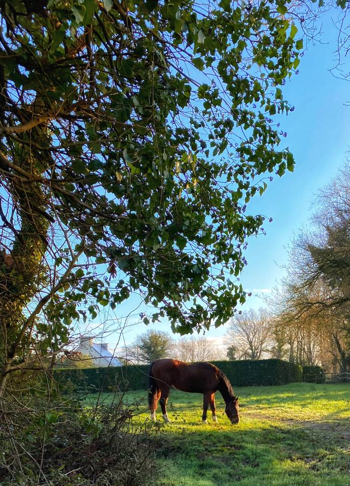 Pensions chevaux - poneys