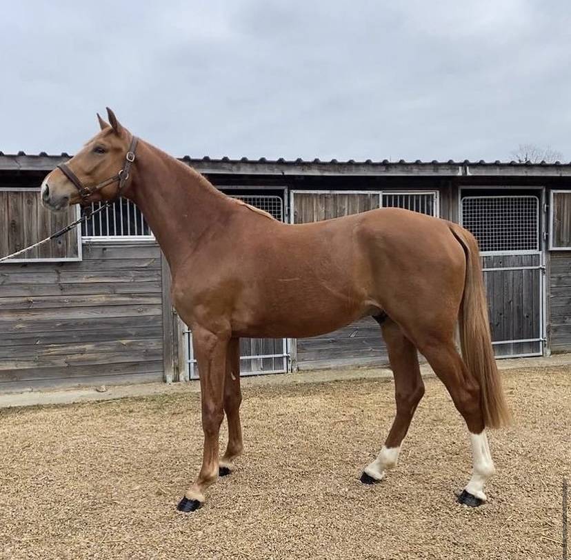 Pensions chevaux - poneys