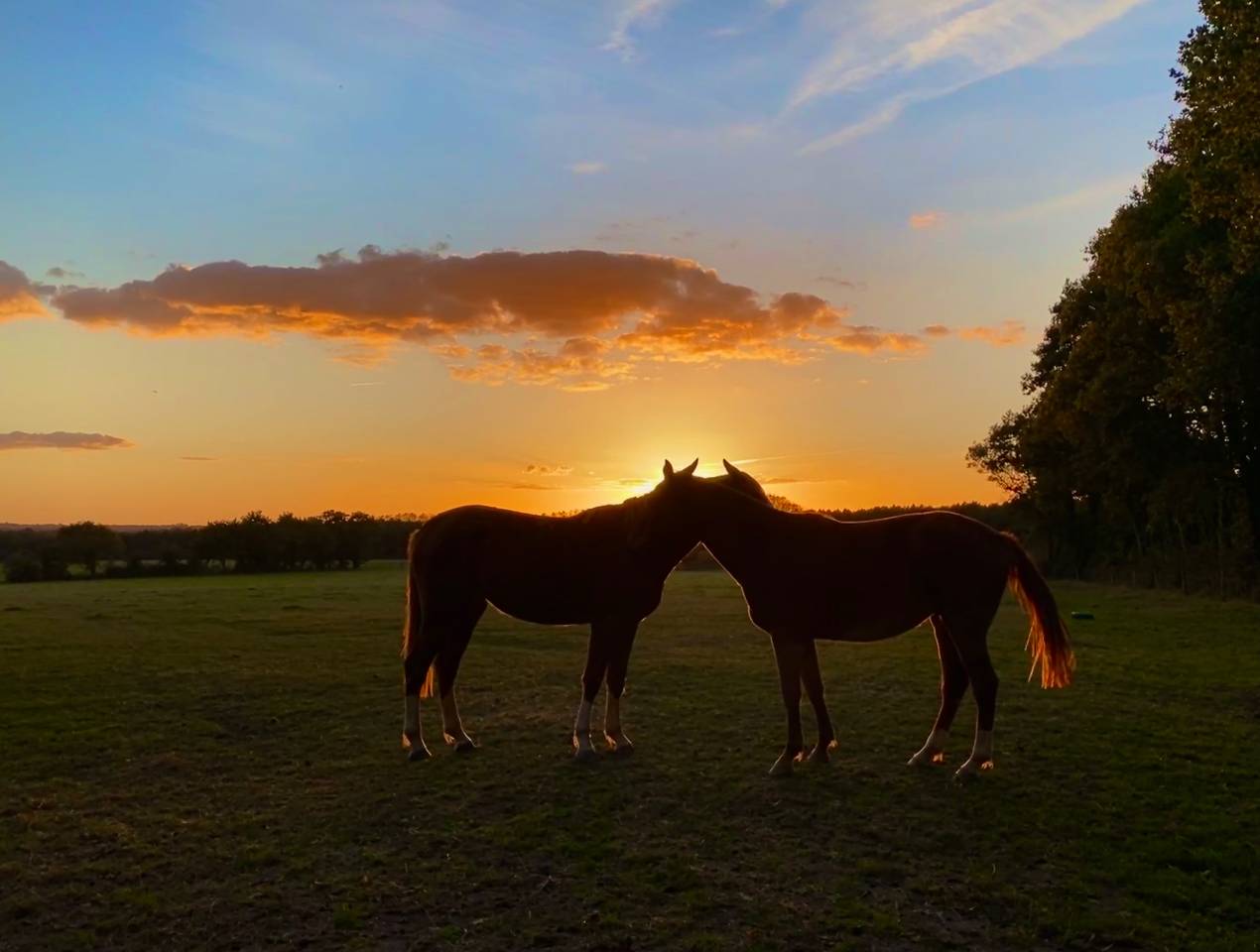 Pensions chevaux - poneys