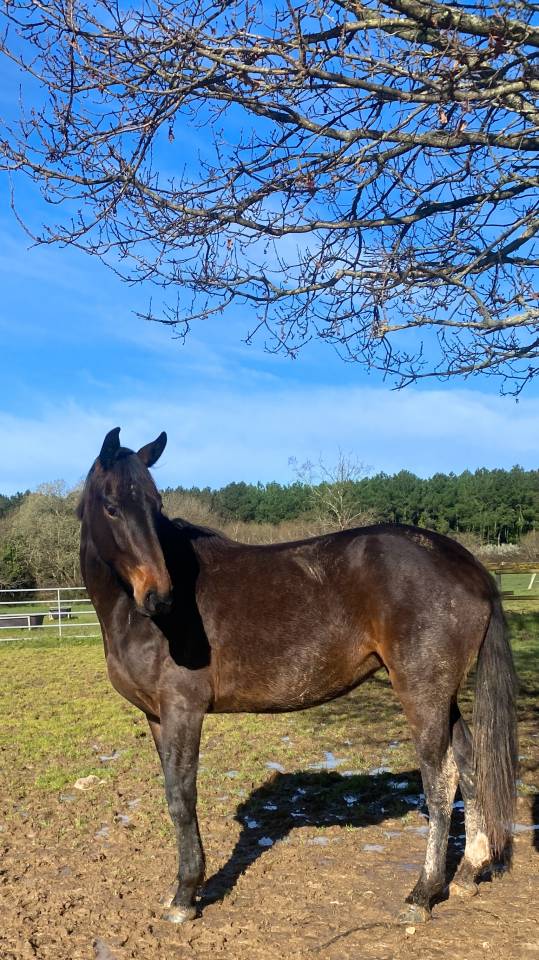 Pensions chevaux - poneys