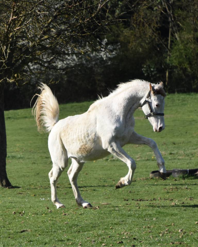 Anglo-Arabe DW34 + nd1 + DW20/22