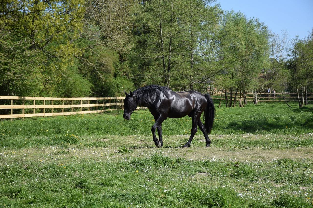 LEBRERO SG étalon PRE APTO origine SOTO GIL noir