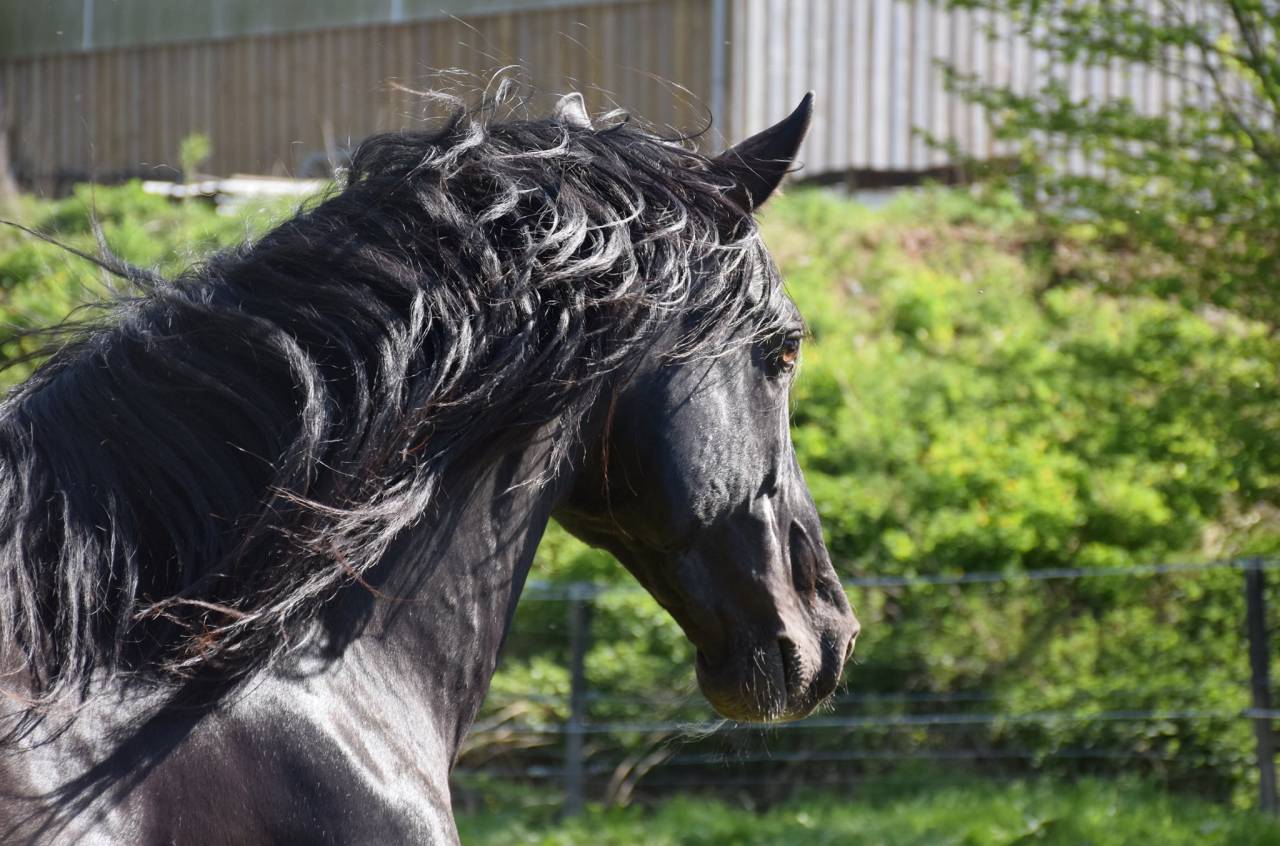 LEBRERO SG étalon PRE APTO origine SOTO GIL noir