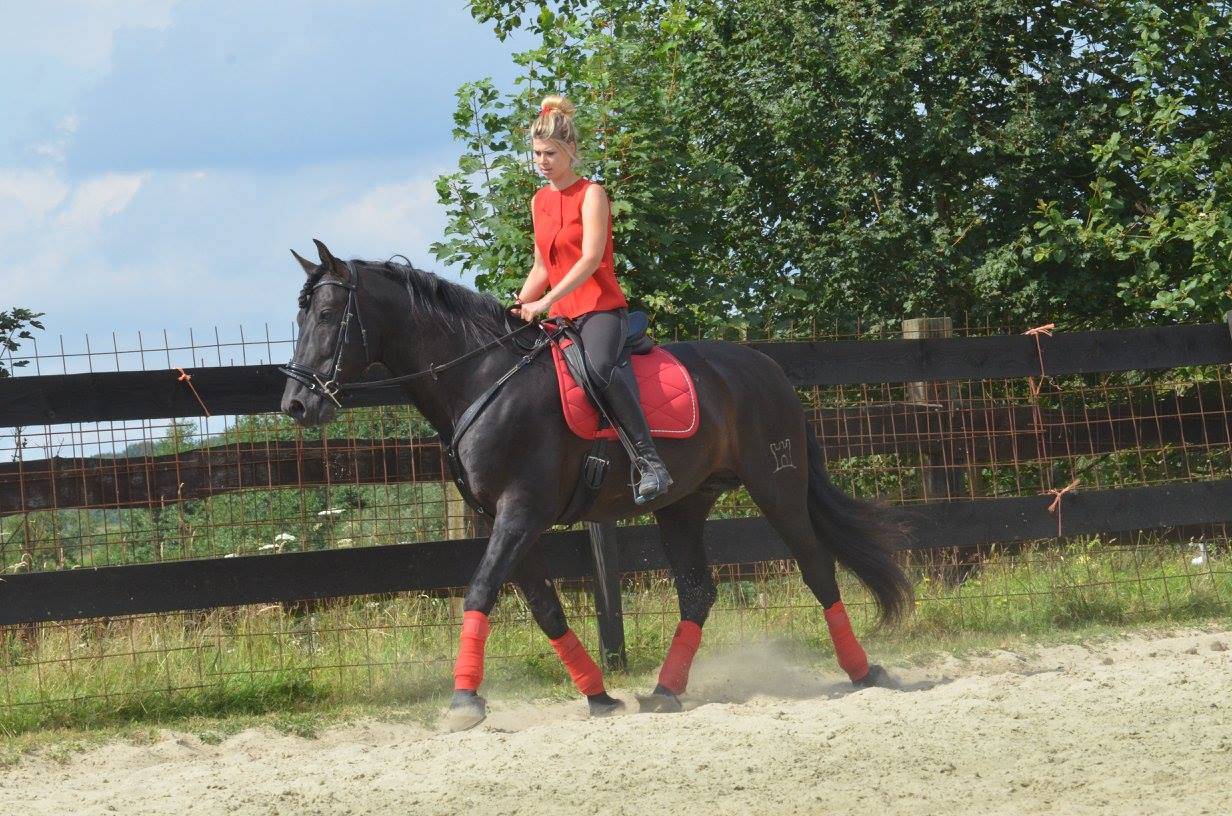 LEBRERO SG étalon PRE APTO origine SOTO GIL noir