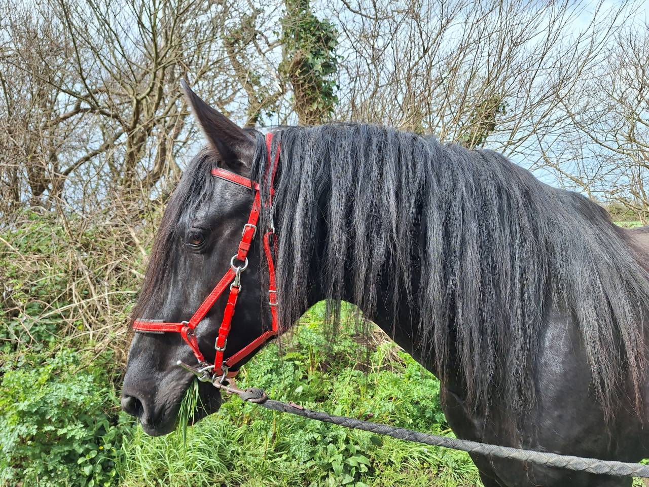 LEBRERO SG étalon PRE APTO origine SOTO GIL noir