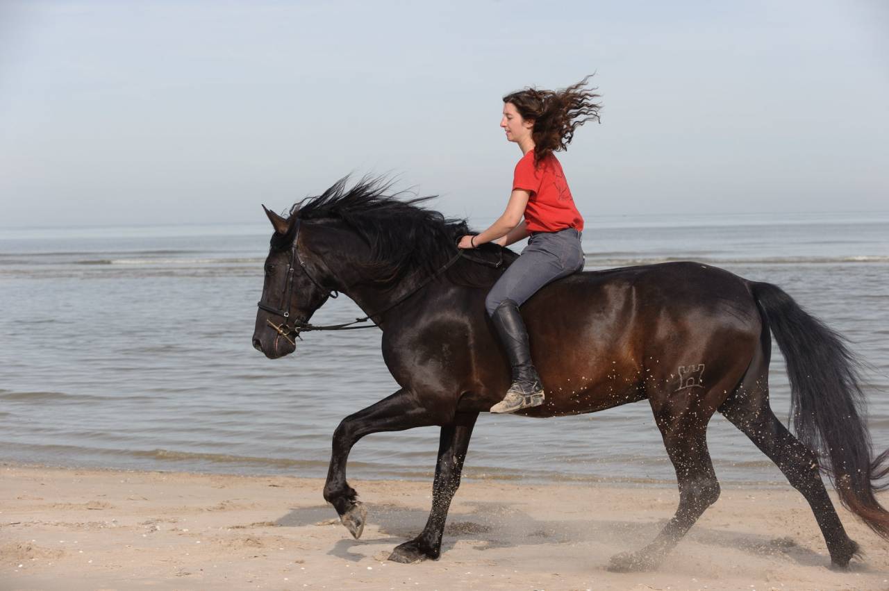 LEBRERO SG étalon PRE APTO origine SOTO GIL noir
