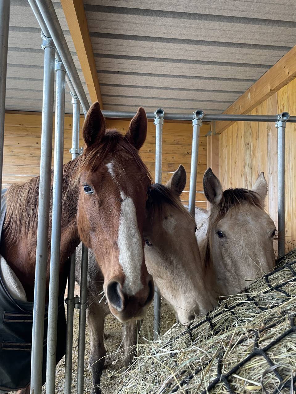 Pension Parc - Écurie des prés (57510 Ernestviller)