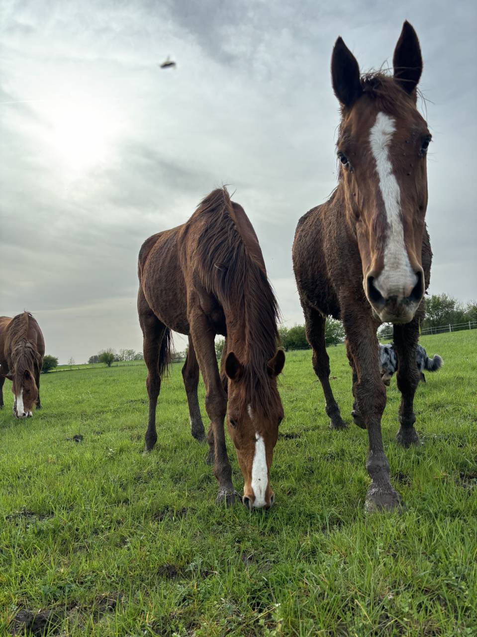 Pension Parc - Écurie des prés (57510 Ernestviller)