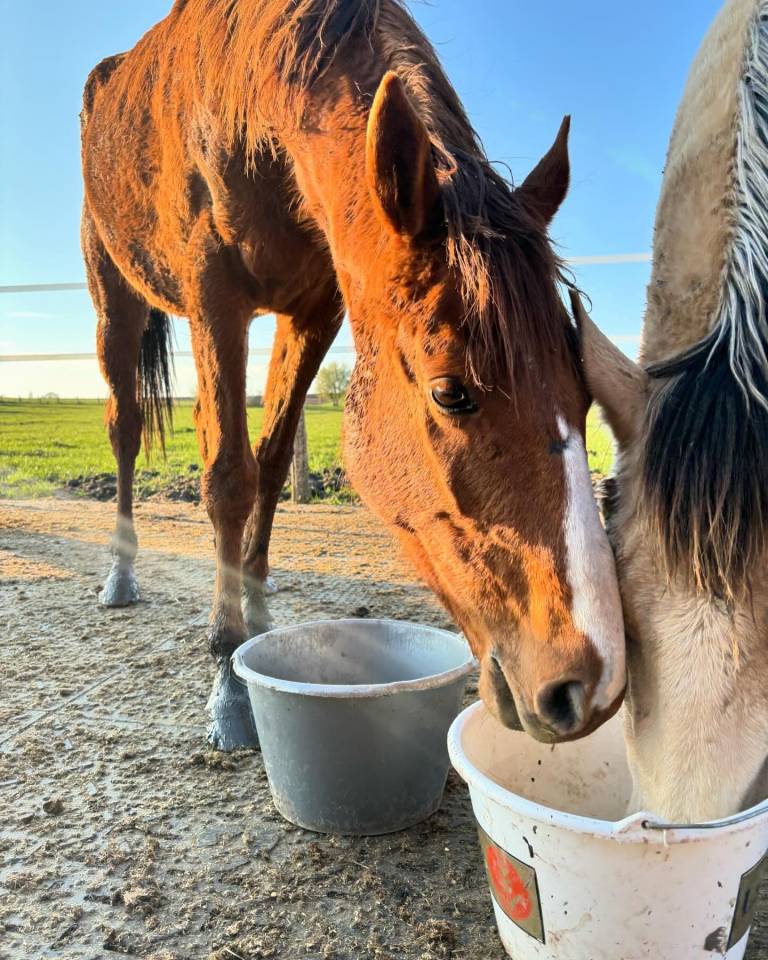 Pension Parc - Écurie des prés (57510 Ernestviller)