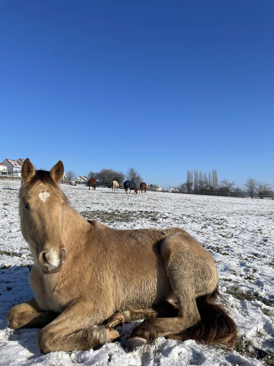 Pension Parc - Écurie des prés (57510 Ernestviller)