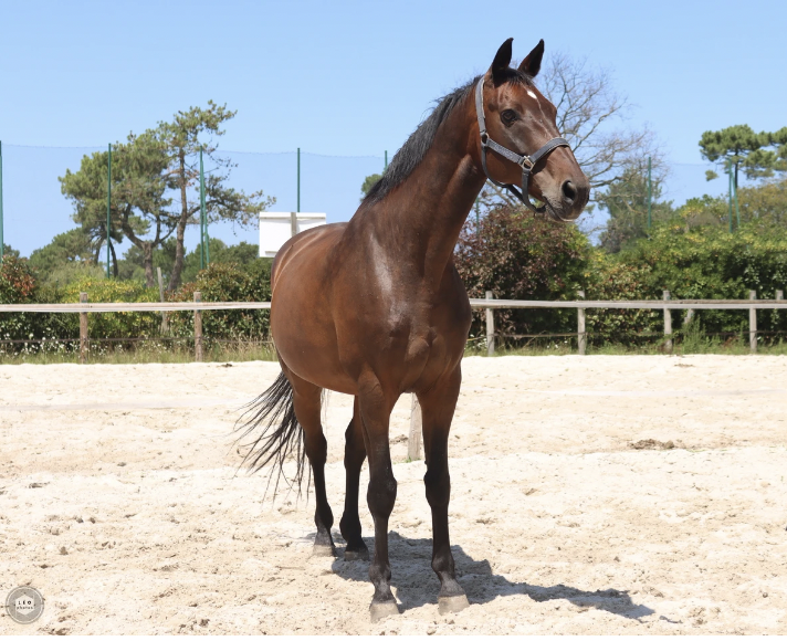 ECURIE DE PROPRI&Eacute;TAIRES - Club Hippique