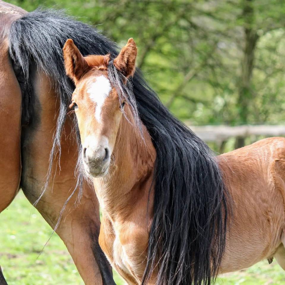 Poulain d'avenir par Pégase Van't Ruytershof